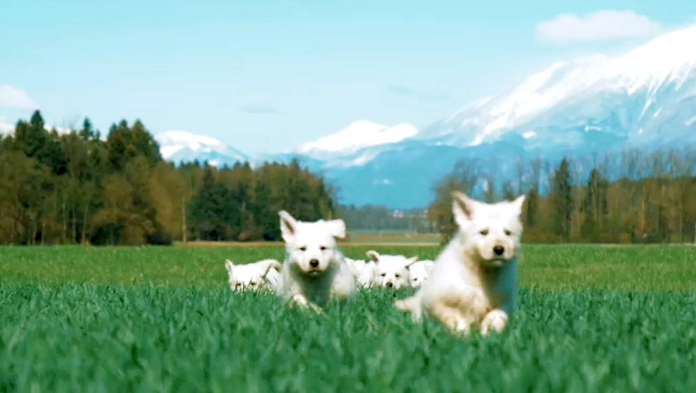 Παγκόσμια Ημέρα των ζώων – 4 Οκτωβρίου